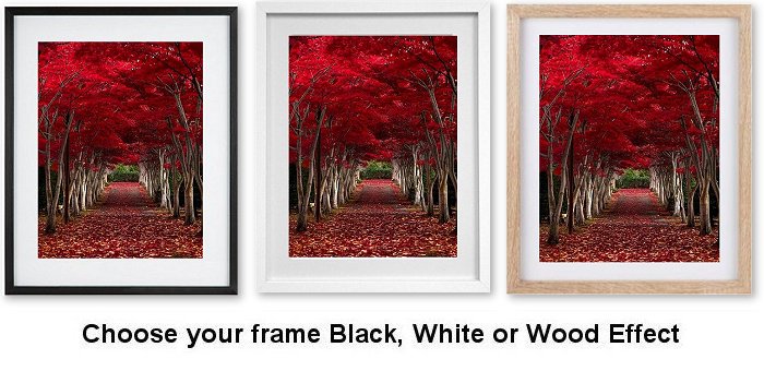 Crimson Forest Japan Framed Print